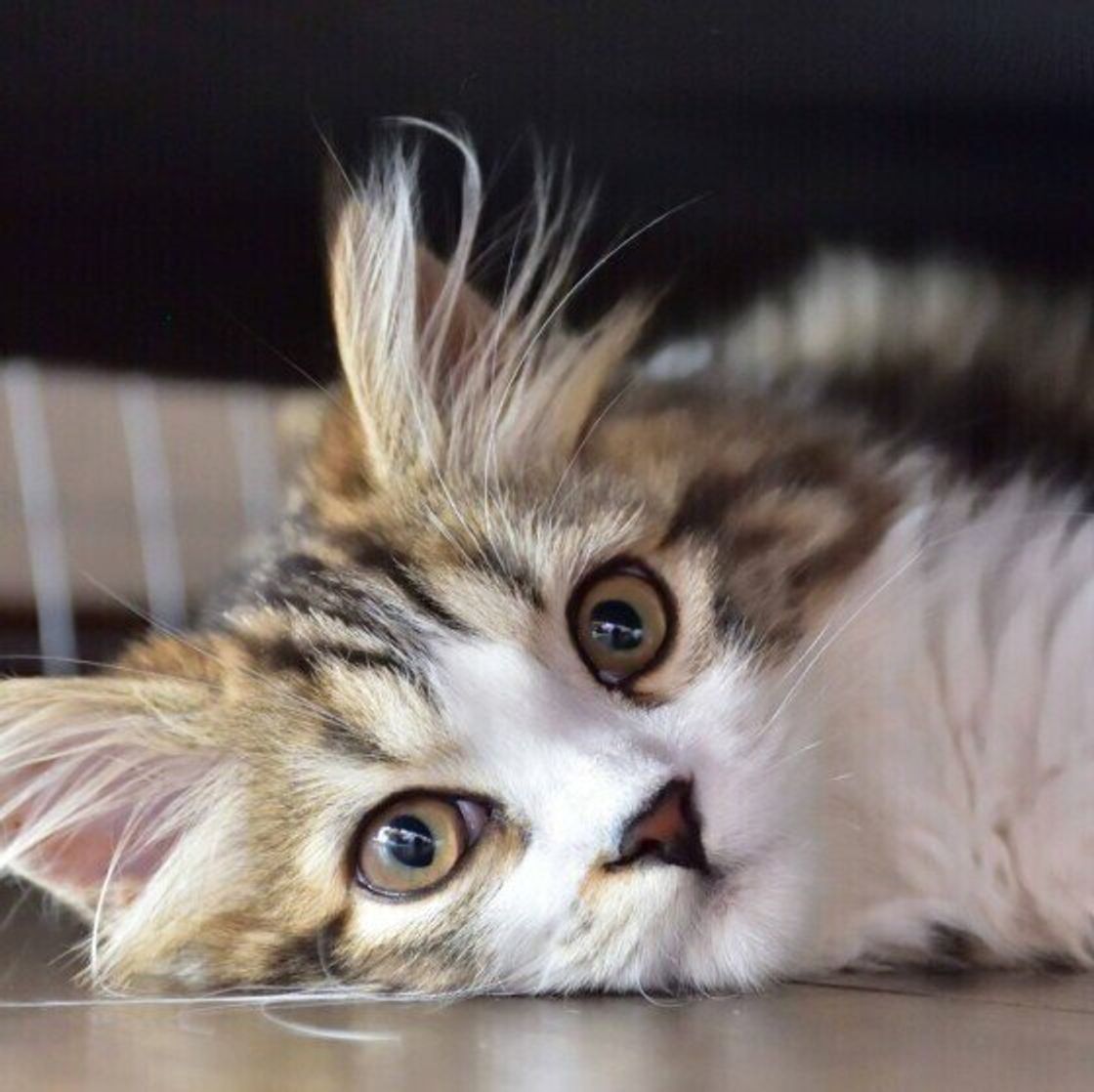 信頼を失う可能性も 猫が シャーッ と鳴いているときに注意したい対応 ねこのきもちweb Magazine 信頼を失う可能性も 猫が シャーッ と鳴いているときに注意したい対応 ねこのきもちweb Magazine