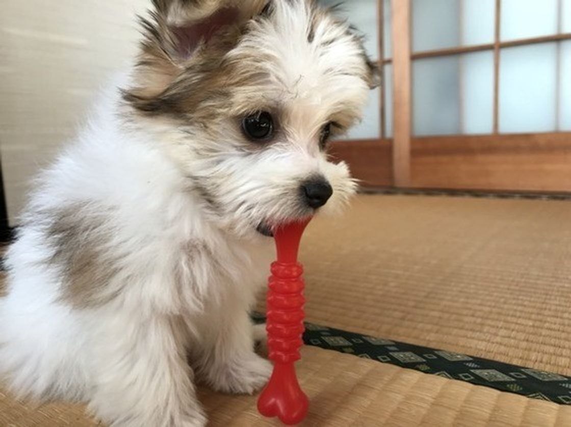 犬と猫 どちらが耳や鼻が優れてる 意外な違いの数々に驚き ねこのきもちweb Magazine 犬と猫 どちらが耳や鼻が優れてる 意外な違いの数々に驚き ねこのきもちweb Magazine