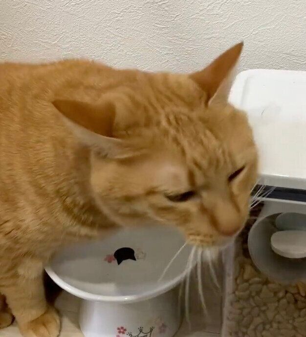 カリカリが入っている箱にスリスリするこいもちゃん