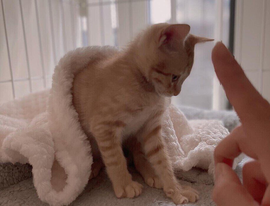 生後2カ月の子猫