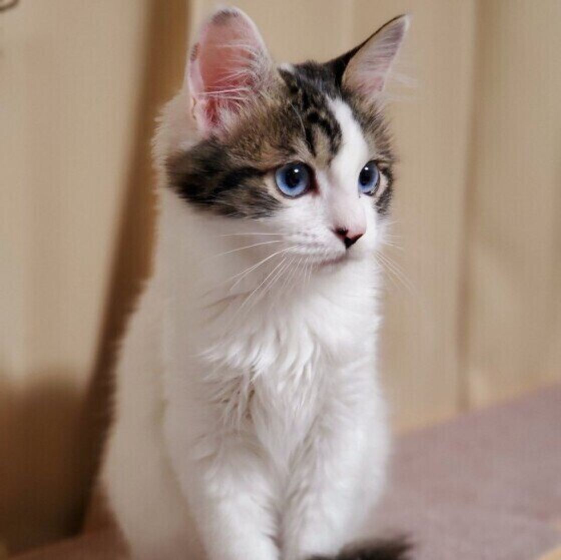 猫が 忍び足 になるワケは シチュエーションの例3つを解説 ねこのきもちweb Magazine 猫が 忍び足 になるワケは シチュエーションの例3つを解説 ねこのきもちweb Magazine