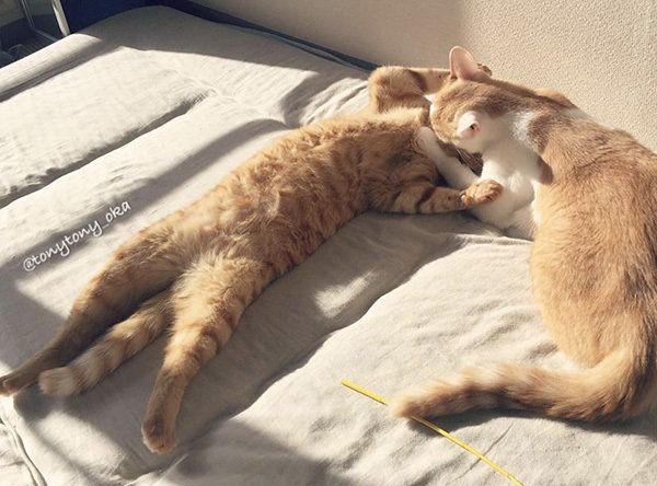 ビスコちゃんとムギちゃん