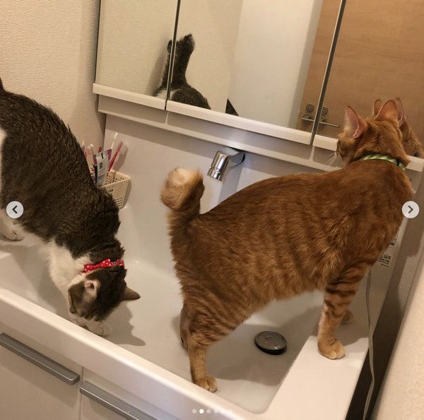 洗面所を占領する猫