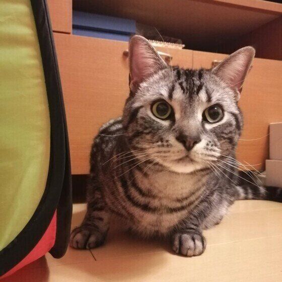 警戒するアメリカンショートヘア