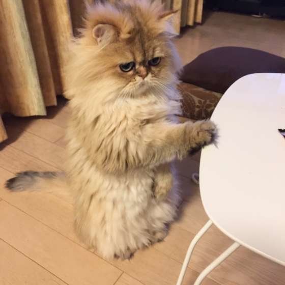 見つめるペルシャ