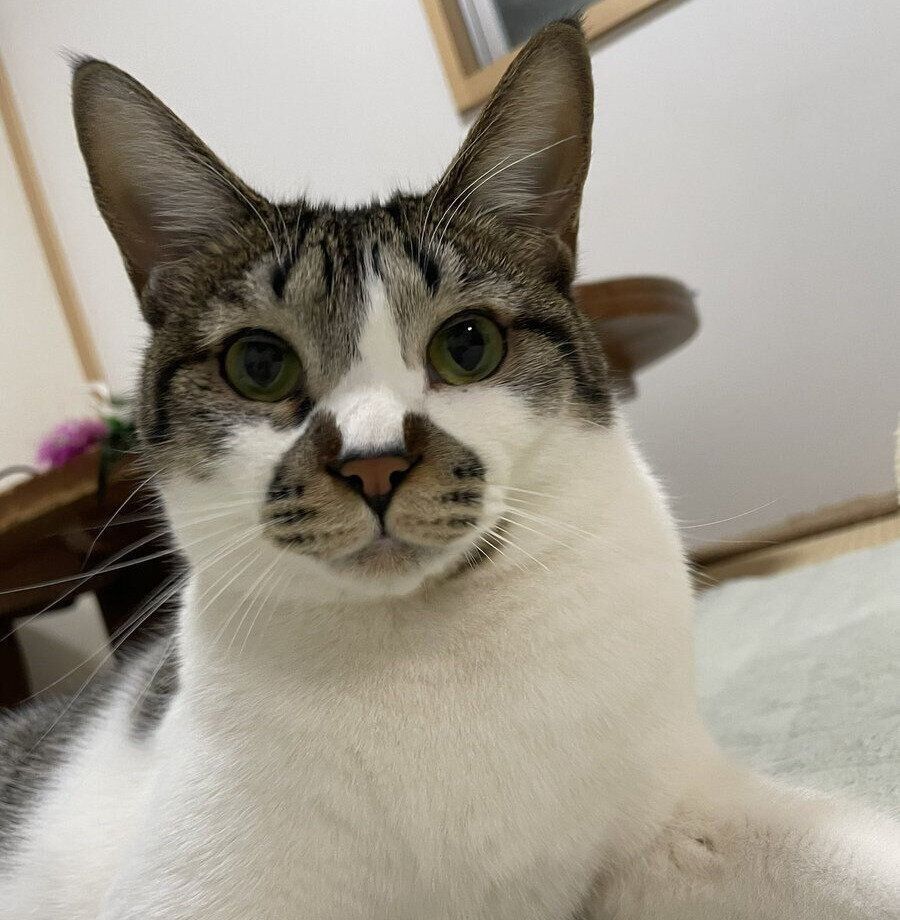 正面を向くでんすけくん