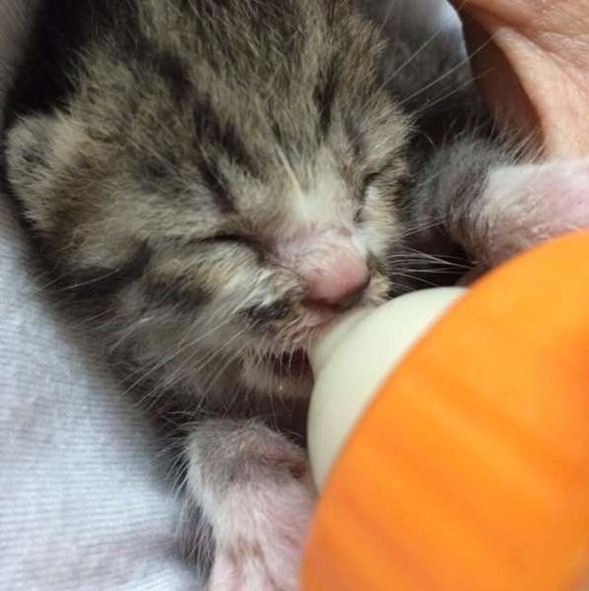 ねこのきもち 子猫に与えるミルクの種類 量や回数とは 2つのngポイントも ねこのきもちweb Magazine ねこのきもち 子猫に与えるミルクの種類 量や回数とは 2つのngポイントも ねこのきもちweb Magazine