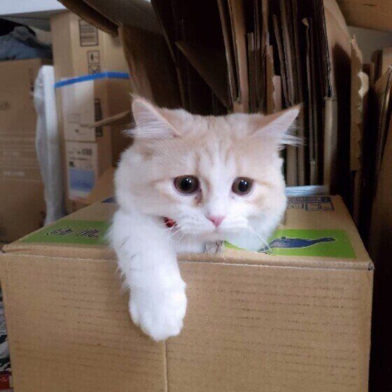 ダンボールから出られないマンチカン（メス）