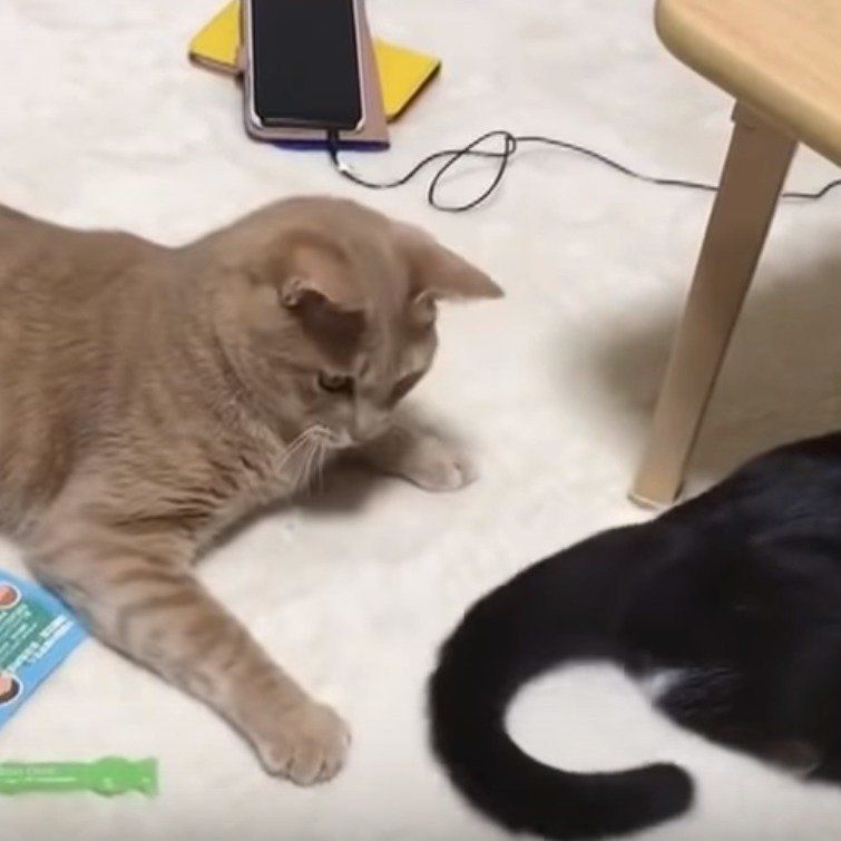 反撃に驚くひのきちゃん