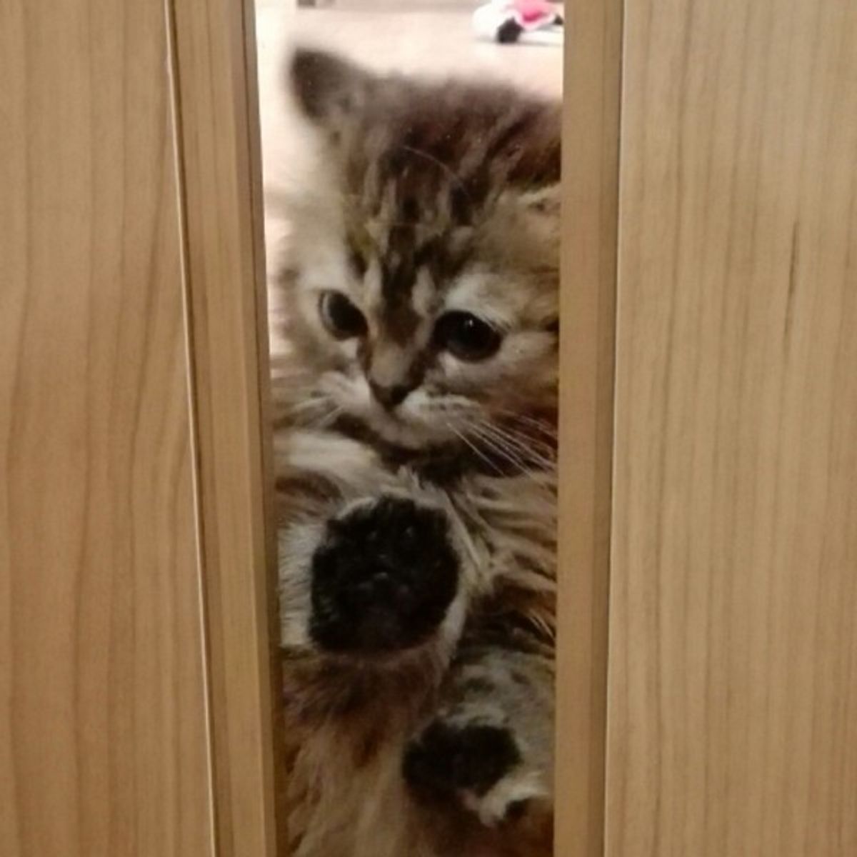 ニャンって言ってるの 猫の鳴き声の特徴から 気持ち を探ろう ねこのきもちweb Magazine ニャンって言ってるの 猫の鳴き声の特徴から 気持ち を探ろう ねこのきもちweb Magazine