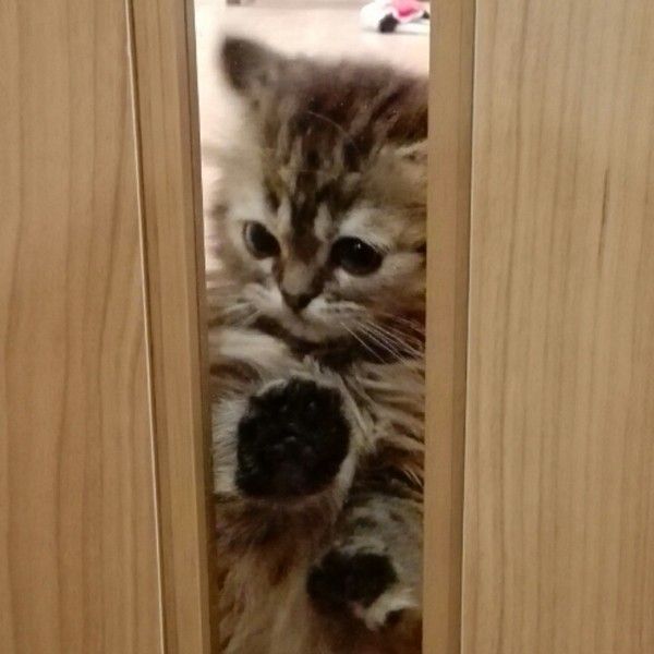 ニャンって言ってるの?猫の鳴き声の特徴から『気持ち』を探ろう!|ねこのきもちWEB MAGAZINE