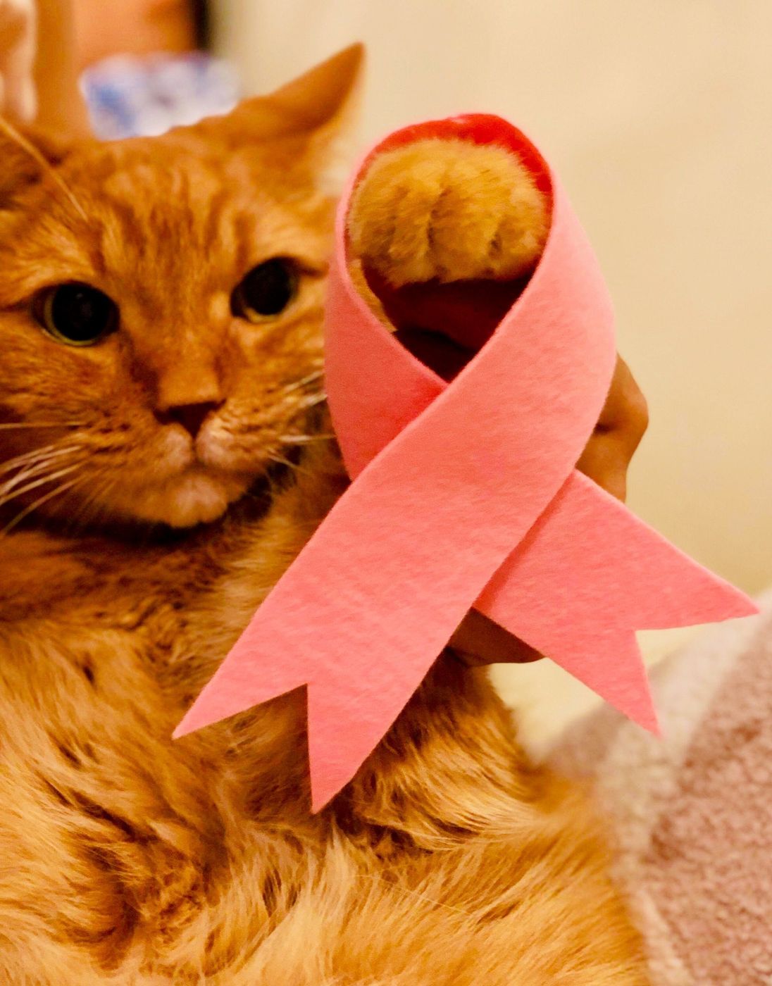 猫の 乳がん はどんな病気 発生年齢 ステージ 家族が知っておくべきこと ねこのきもちweb Magazine 猫の 乳がん はどんな病気 発生年齢 ステージ 家族が知っておくべきこと ねこのきもちweb Magazine