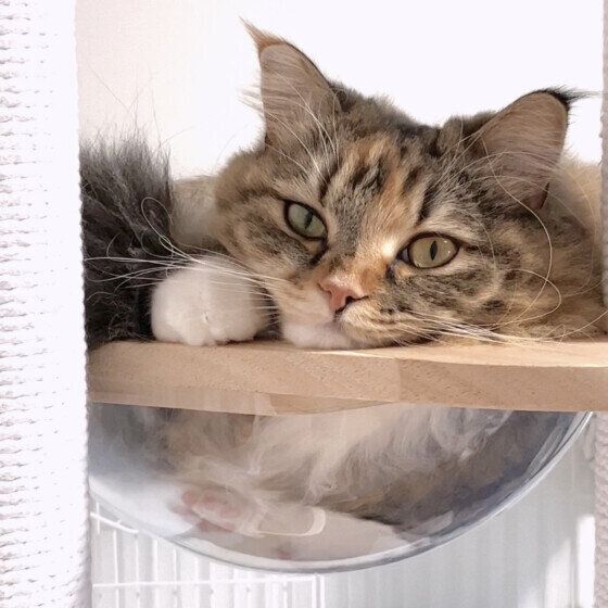 眠そうなうにもちゃん（サイベリアン）