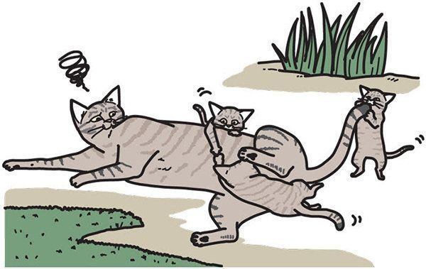 母猫にじゃれる子猫