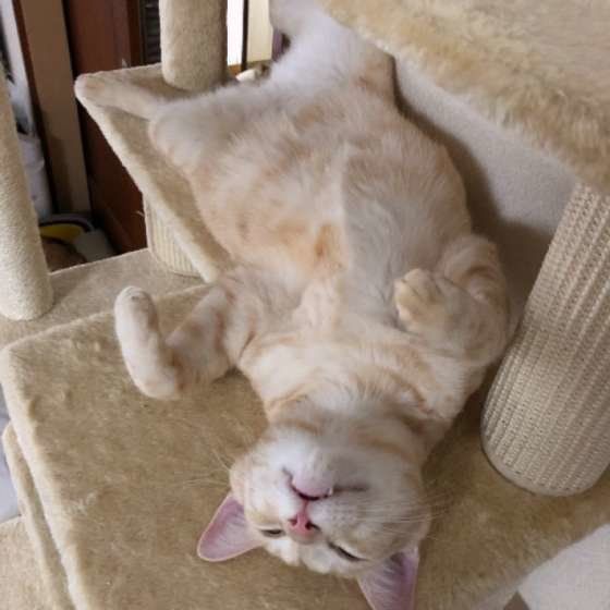 くつろぐ茶トラ