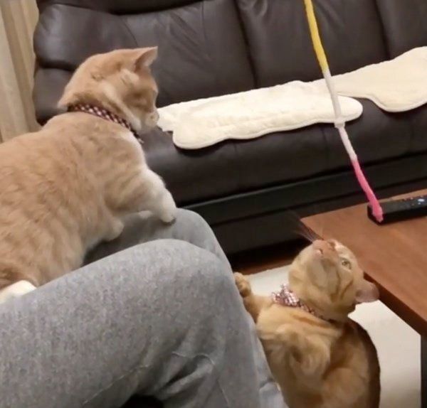 マンチカンのココちゃんとネネちゃん