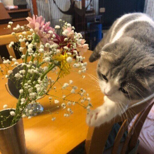 お花にちょいちょいする猫（スコティッシュフォールド、メス）