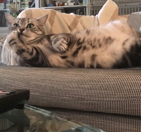 だらけるアメリカンショートヘア