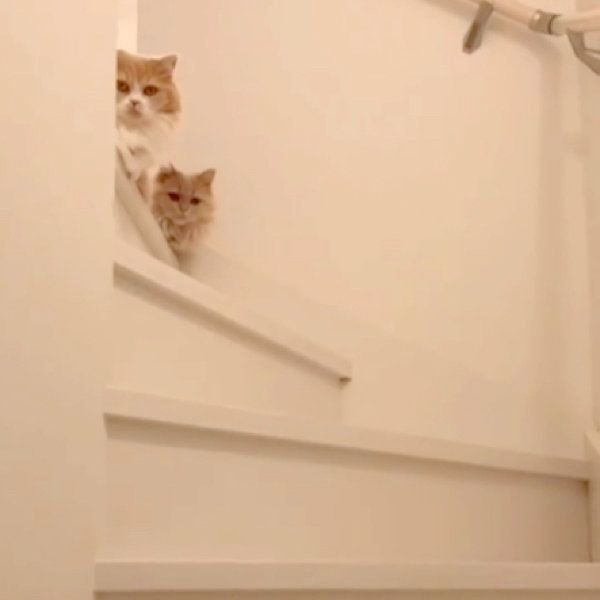 熱い視線を送るミヌエット