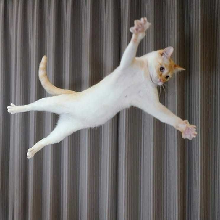 チャコたんスカイダイビング