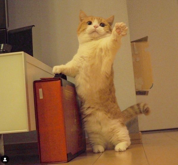 マンチカンのきなこちゃん