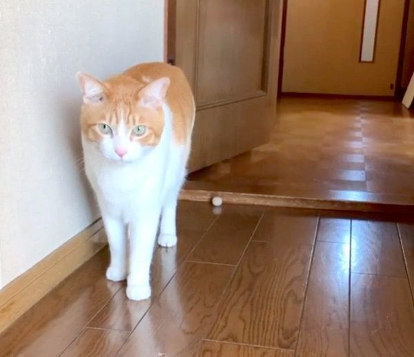 何事もなかったかのように振る舞うポン太ちゃん