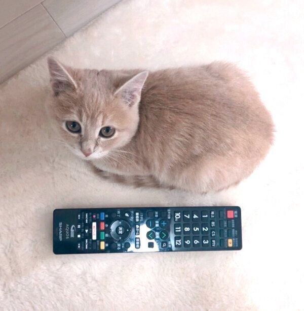 「おててないない」でくつろぐ、くるみちゃん