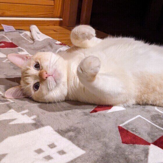 仰向けに寝転がる琥珀くん
