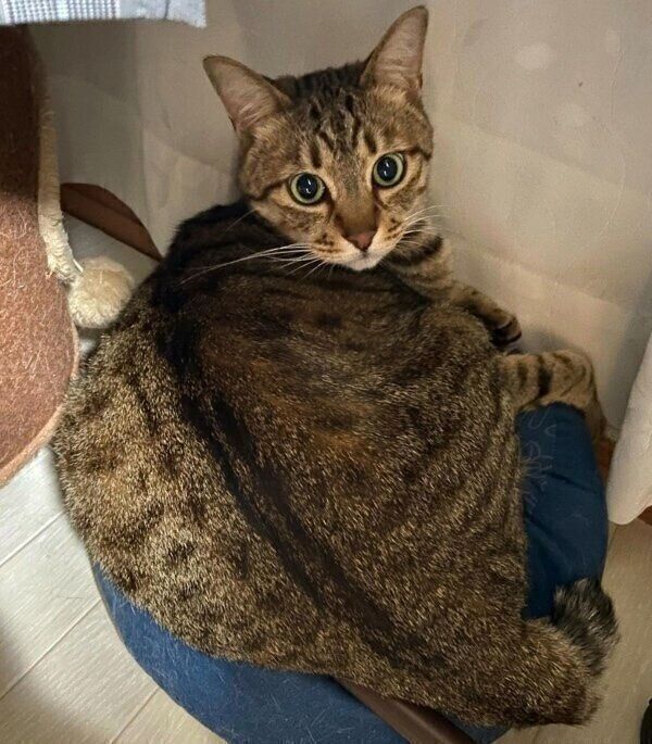 クッションの上でまったりするもあくん