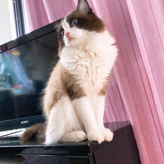 飼い主が起きるのを待つラグドール