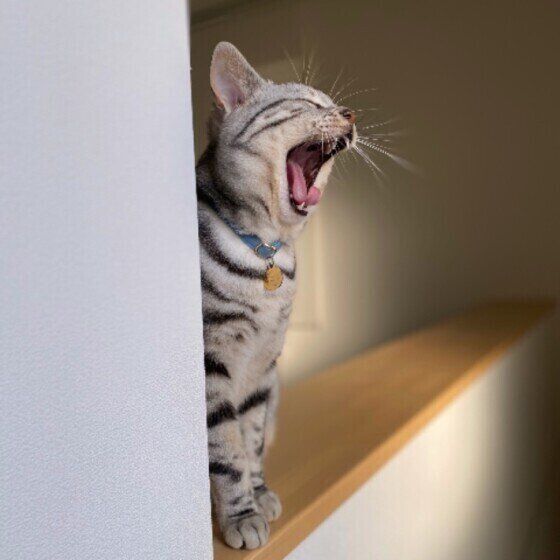 あくびをするアメリカンショートヘア