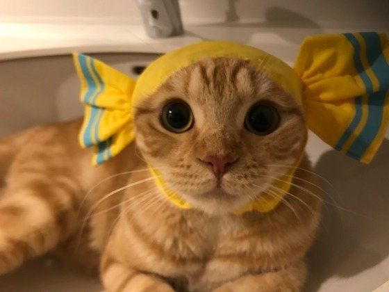 キャンディーの被り物をつけるスコティッシュフォールドのサンジ