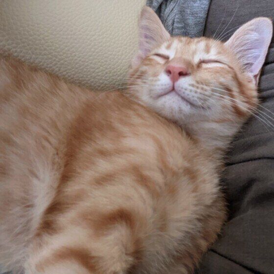 茶トラの獅丸くん