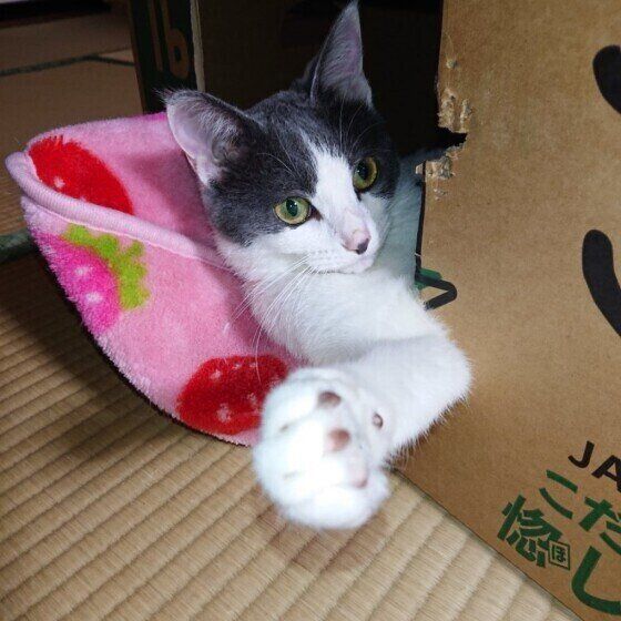 グレーMIXの海依ちゃん