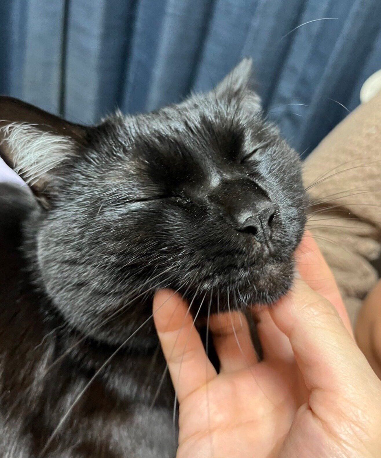 ナデナデを堪能するナッツくん