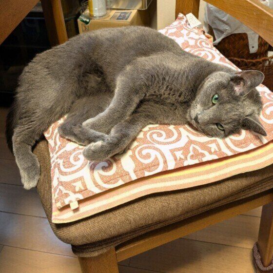 椅子の上で寝るロシアンブルー