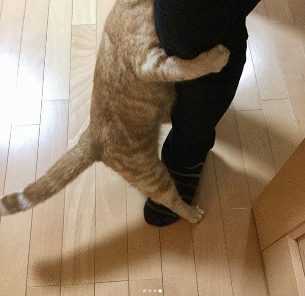しがみつく猫