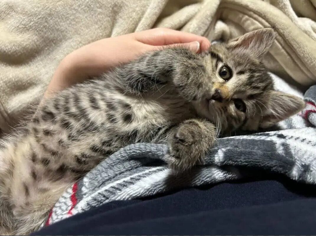 飼い主に撫でられている猫