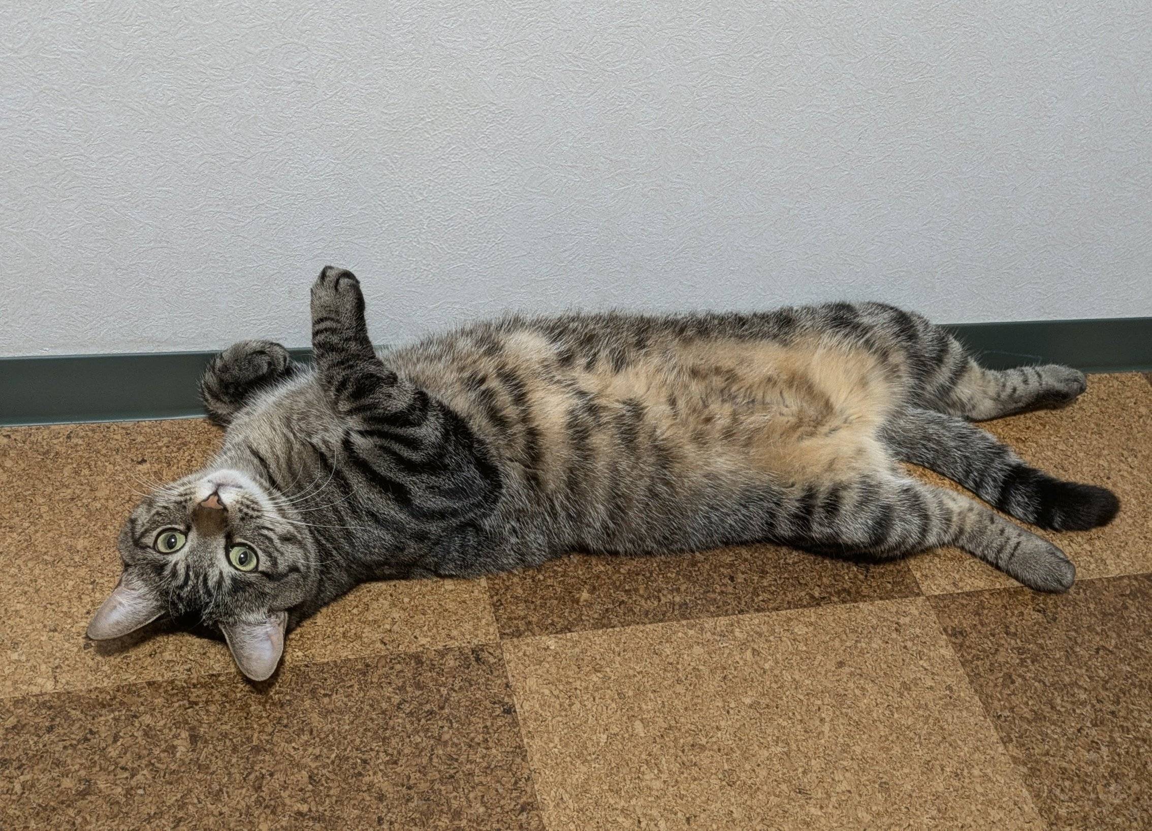 “ヘソ天”する猫