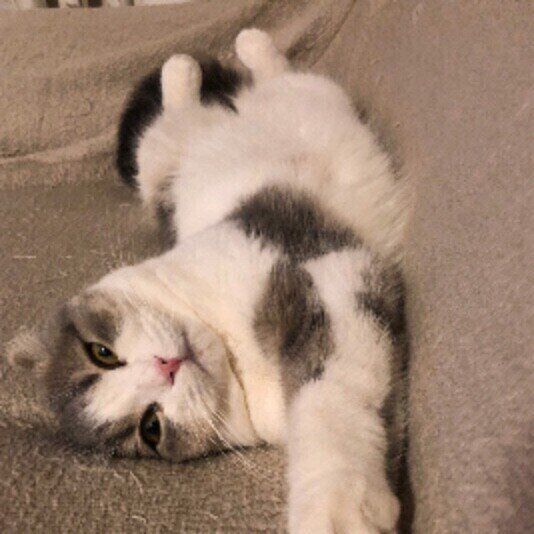 くつろぐスコティッシュフォールド