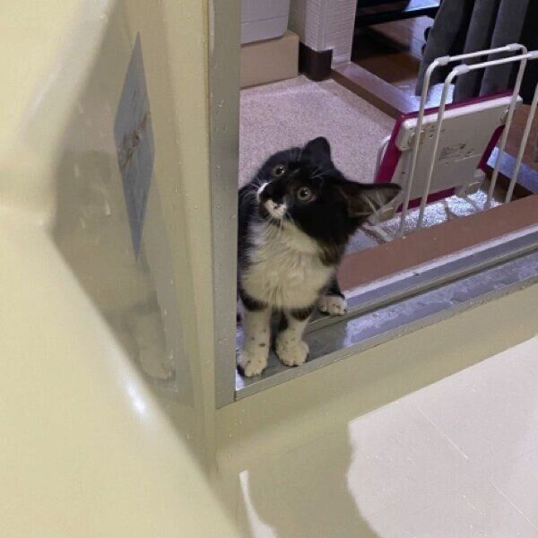 生後2カ月の子猫時代の墨くん