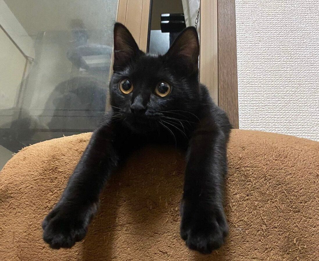 お気に入りの座椅子でまったりするぷにゃちゃん