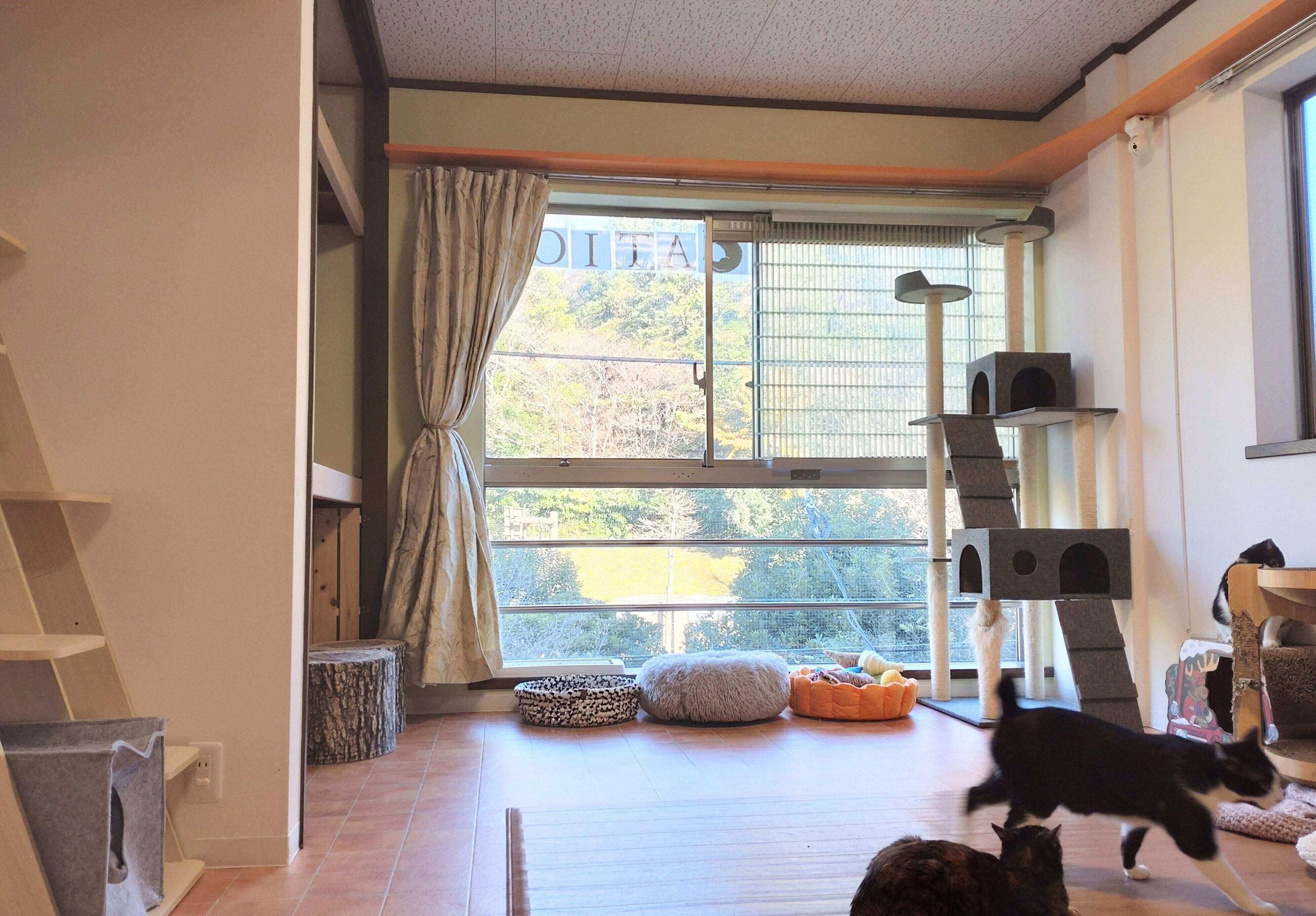 代々木公園の緑を背景にのびのび暮らす猫