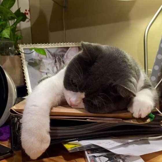 寝そべるブリティッシュショートヘア