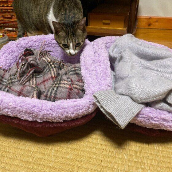 不思議そうにニオイを嗅ぐキジトラ猫