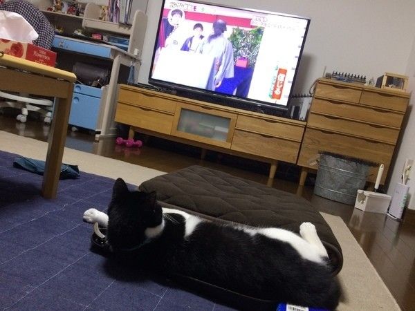 テレビをみているMIX黒×白の猫