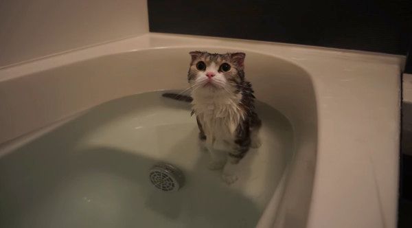 お風呂に入る猫