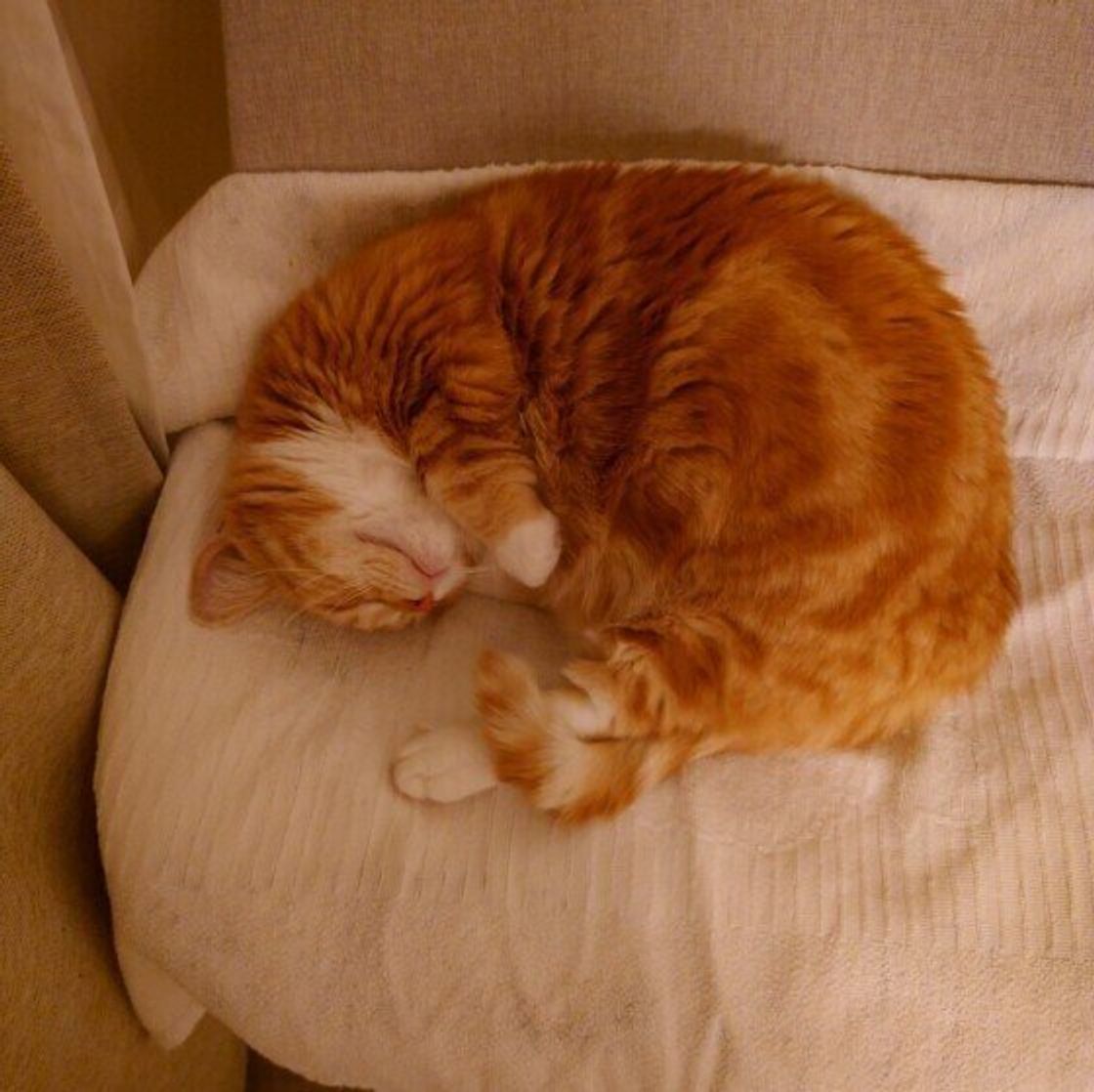 猫が丸まって寝る アンモニャイト 可愛い寝姿は保温目的 ねこのきもちweb Magazine 猫が丸まって寝る アンモニャイト 可愛い寝姿は保温目的 ねこのきもちweb Magazine