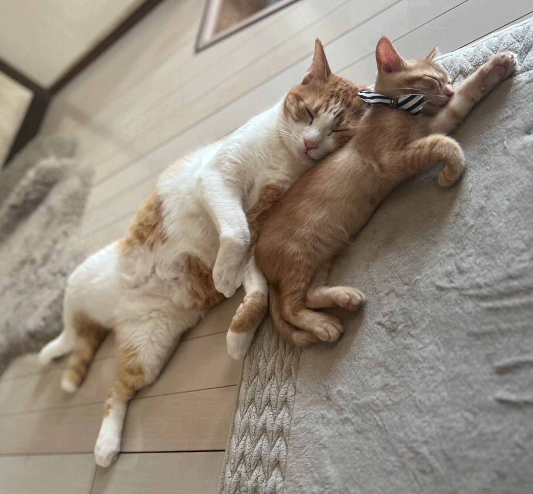 くっついて眠るポーくん、テトくん