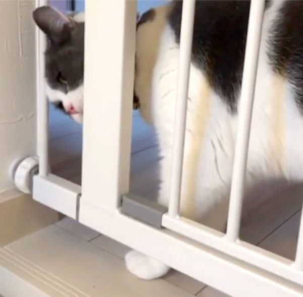 隙間から頭を出すブリティッシュショートヘア